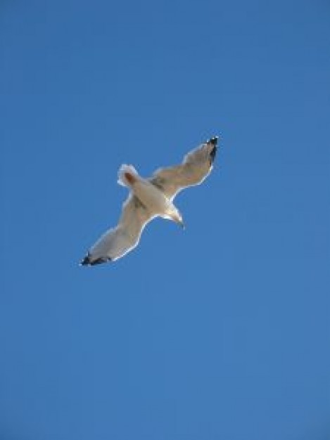 Pope seagull Apostolic Palace about Ukraine Bird Gull Recreation Saint Peter